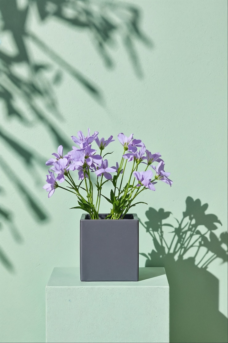 Foto gratuito las flores en un telón de fondo colorido