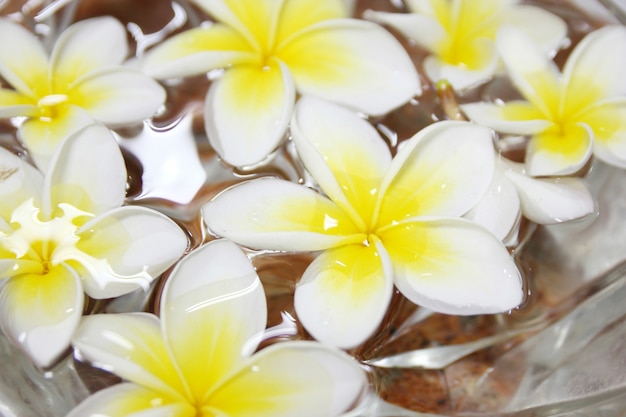 Foto gratuita flores tropicales frangipani flotando en el agua