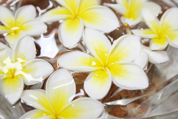 Flores tropicales frangipani flotando en el agua