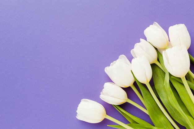 Flores de tulipán blanco con fondo de espacio de copia