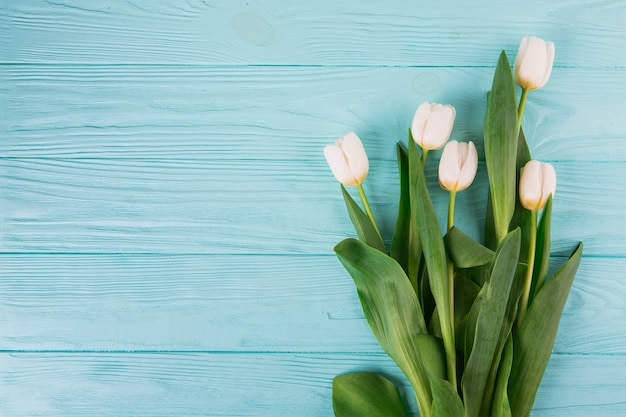 Flores de tulipán blanco en mesa de madera azul