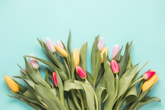 Flores de tulipán brillante en mesa azul