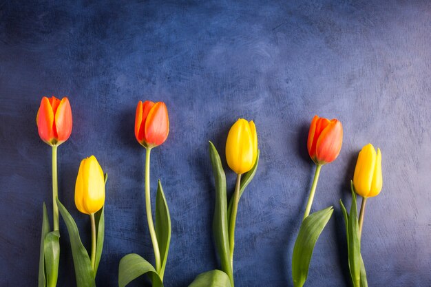 Flores de tulipán brillante en mesa azul