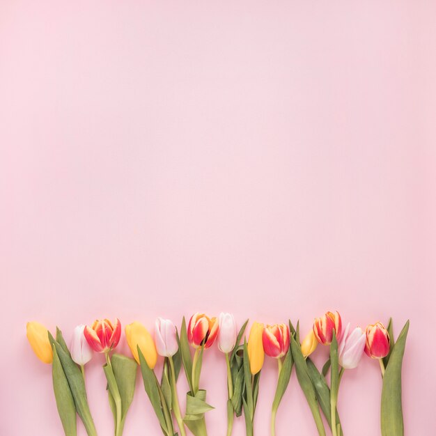 Flores de tulipán brillantes en mesa rosa