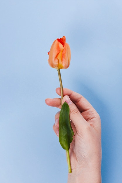 Foto gratuita flores de tulipán decorativas