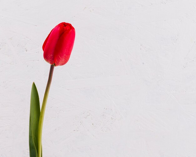 Flores de tulipán decorativas