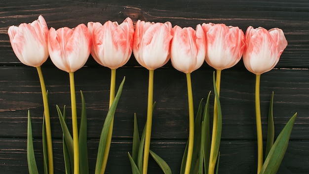 Flores de tulipán esparcidas sobre mesa de madera.