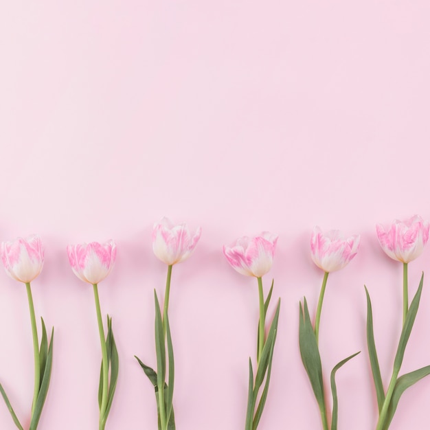 Flores de tulipán esparcidas sobre mesa rosa