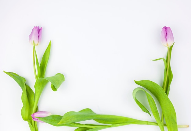 Flores de tulipán púrpura de primavera aisladas sobre fondo blanco