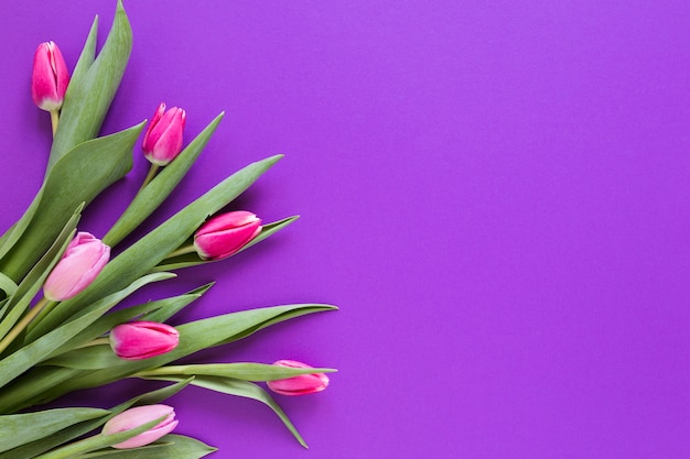 Flores de tulipán rosa degradado con espacio de copia