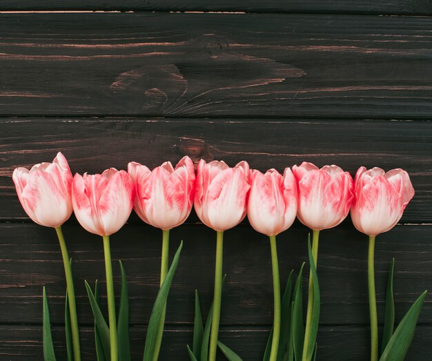 Flores de tulipán rosa esparcidas sobre mesa