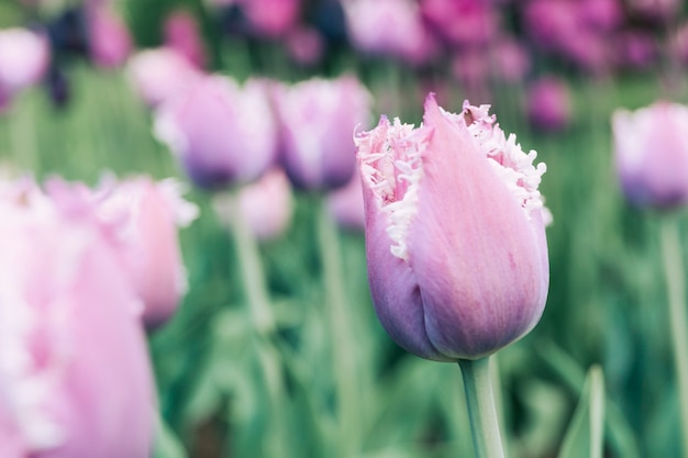 Flores de tulipán rosa en el jardín