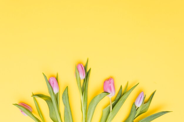 Flores de tulipán rosa sobre fondo amarillo