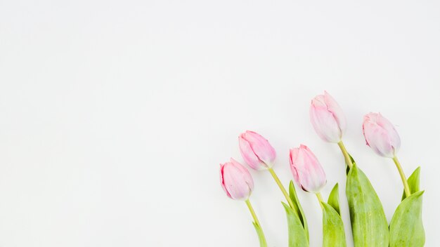 Flores de tulipán