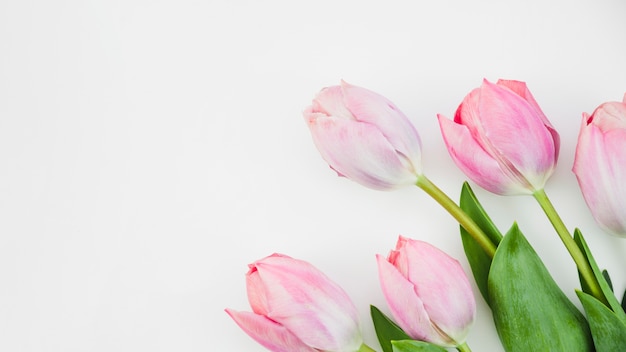 Flores de tulipán