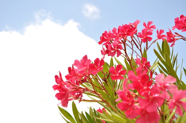 Flores de verano de color rosado