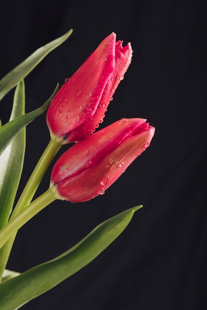 Foto gratuita flores vinosas aromáticas con hojas verdes en rocío.