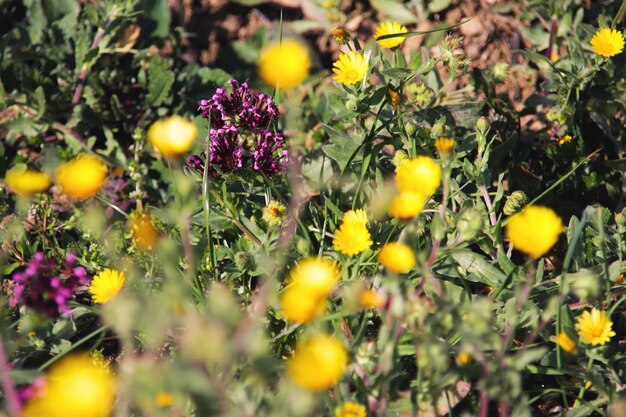 Flores violetas y amarillas