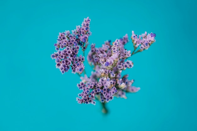 Foto gratuita flores violetas en azul