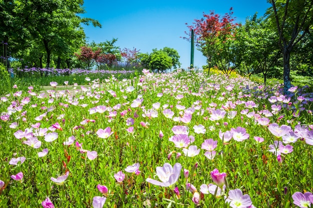 Foto gratuita flores