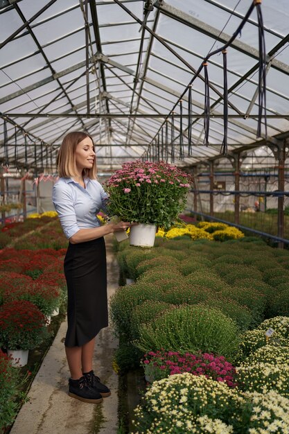 Floristería feliz sonriente en su vivero de pie sosteniendo crisantemos en macetas en sus manos mientras tiende a las plantas de jardín en el invernadero