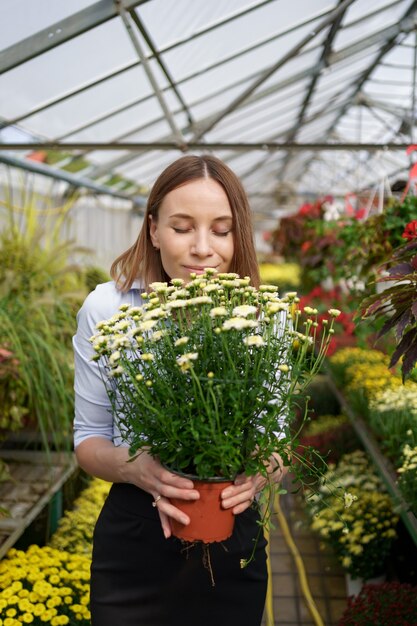 Floristería feliz sonriente en su vivero de pie sosteniendo crisantemos en macetas en sus manos mientras tiende a las plantas de jardín en el invernadero