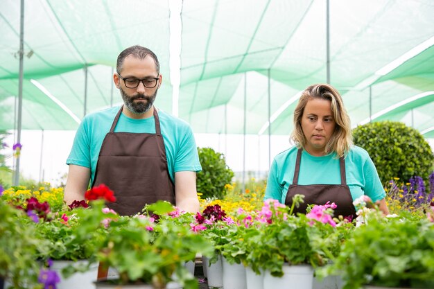 Floristerías concentradas trabajando con flores en macetas en invernadero