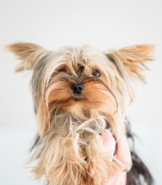 Fluffy Yorkshire Terrier celebrada sobre fondo blanco