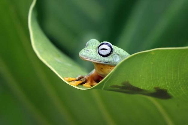 Flying frog closeup cara en rama Javan tree frog closeup imagen rhacophorus reinwartii en hojas verdes