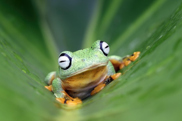 Flying frog closeup cara en rama Javan tree frog closeup imagen rhacophorus reinwartii en hojas verdes