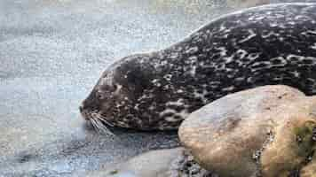 Foto gratuita foca dormida en la costa del océano