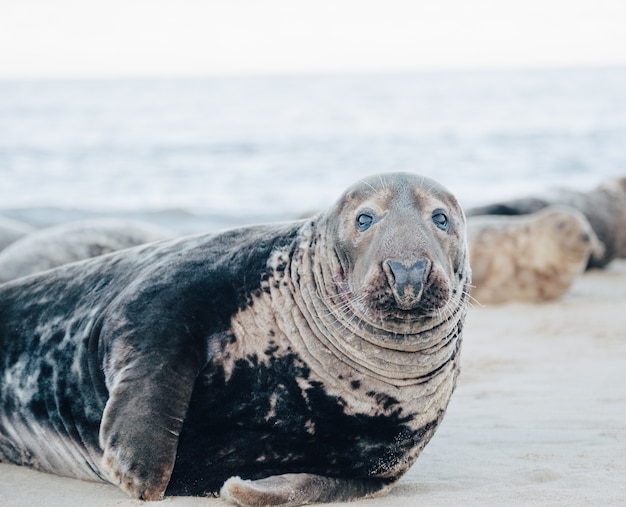 Foto gratuita foca en la playa durante el día.