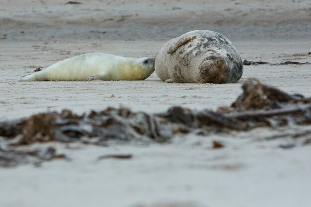 Foca en la playa en la isla de las dunas cerca de helgoland