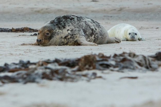 Foto gratuita foca en la playa en la isla de las dunas cerca de helgoland