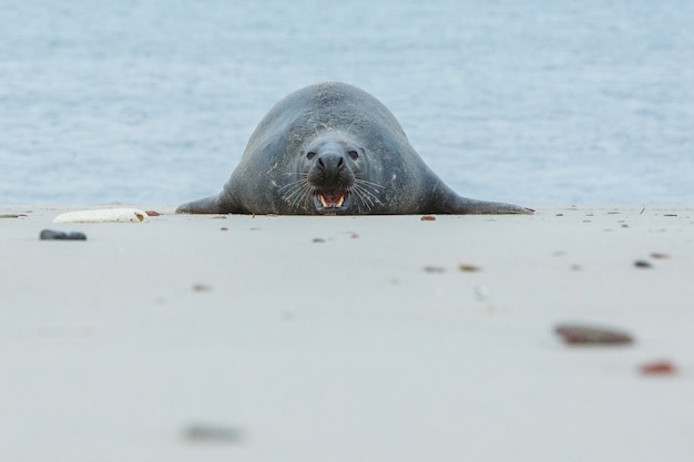 Foto gratuita foca en la playa en la isla de las dunas cerca de helgoland