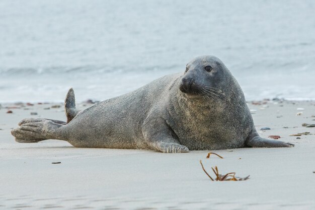 Foca en la playa en la isla de las dunas cerca de helgoland