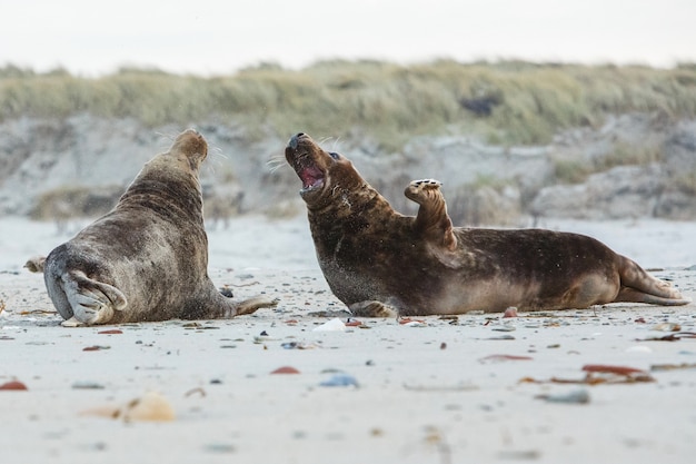 Foto gratuita foca en la playa en la isla de las dunas cerca de helgoland