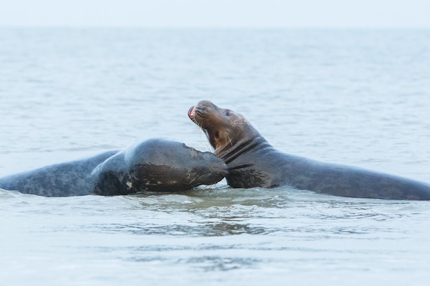 Foca en la playa en la isla de las dunas cerca de helgoland