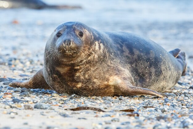 Foca en la playa en la isla de las dunas cerca de helgoland