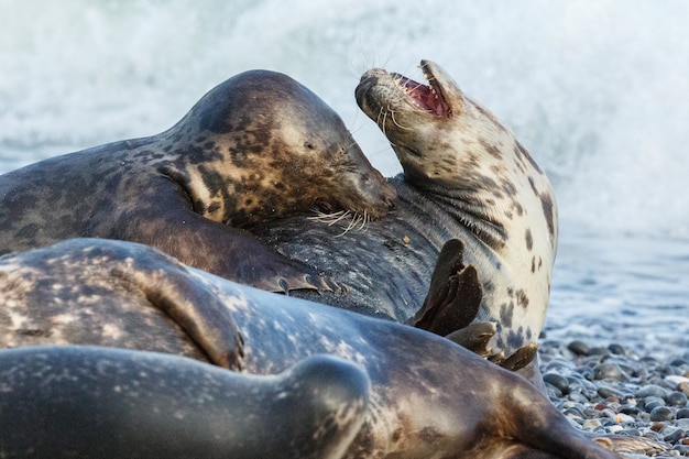 Foca en la playa en la isla de las dunas cerca de helgoland