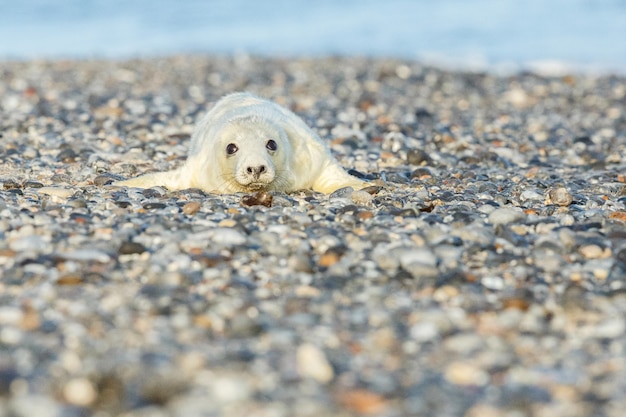 Foca en la playa en la isla de las dunas cerca de helgoland