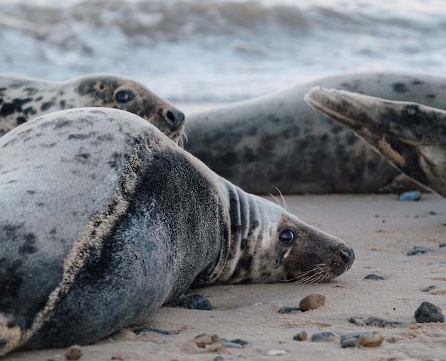 Focas acostadas en la playa durante el día.