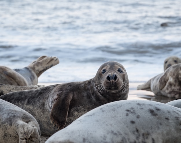 Foto gratuita focas acostadas en la playa durante el día.