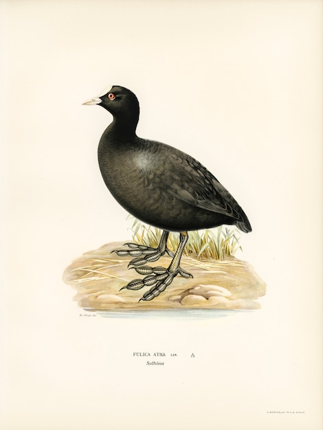 Focha eurasiática (Fulica atra) ilustrada por los hermanos von Wright.