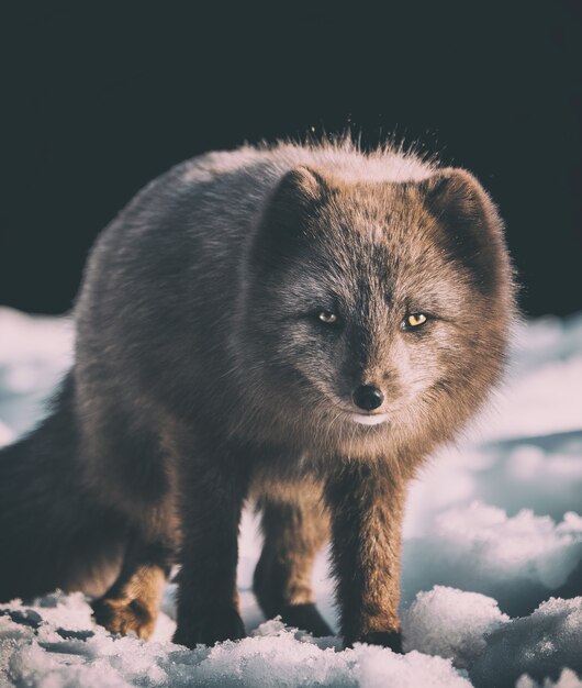 Foco de fotografía de zorro gris en la nieve