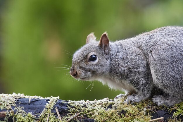 Foco selectivo de una ardilla salvaje en una superficie cubierta de musgo contra un fondo borroso