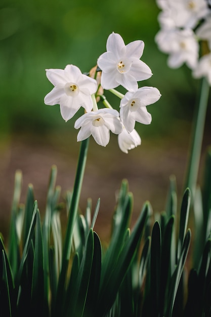 Foco superficial de flores blancas