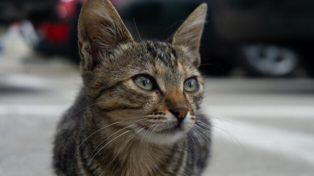 Foco superficial de un gato con ojos verdes penetrantes