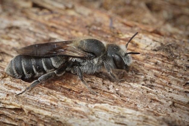 Foco superficial de una hembra oligolectic Viper's Bugloss Mason Bee en la corteza de un árbol
