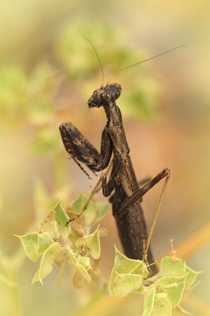 Foco superficial vertical de una mantis religiosa marrón mediterránea